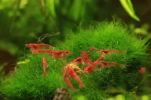 Креветки вишни (Neocaridina davidi var. red)