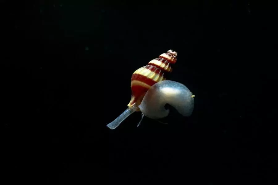 Хищная улитка Хелена